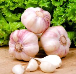 Garlic to treat toenail fungus